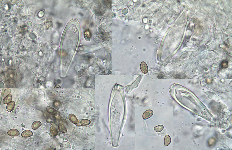 Inocybe tenebrosa spory pleurocystidy
